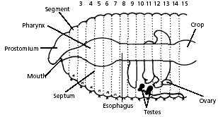earthworm ovary dissection 12 earthworm ovary dissection 12